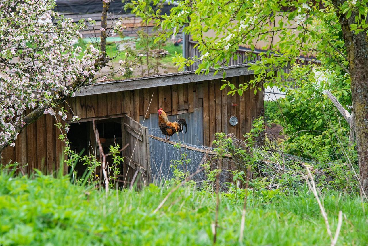 Gut Tausendbachl Leilighet Regen Eksteriør bilde